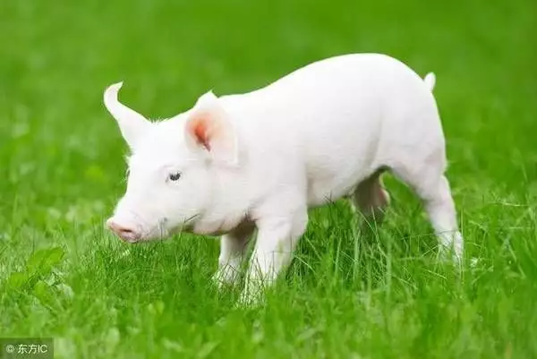 1、属猪的分别是几几年出生:属猪的是几年出生的？