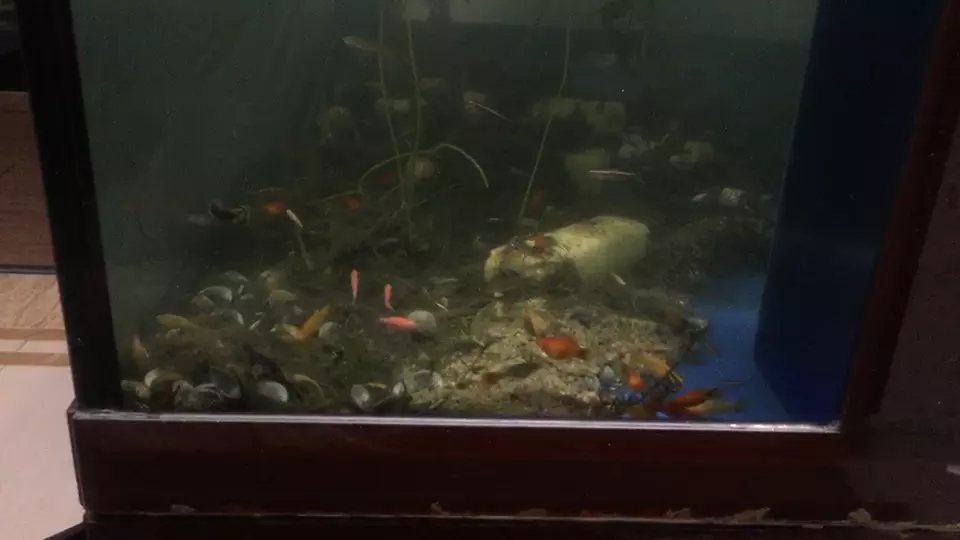 3、小型鱼缸适合养的十种鱼:40小鱼缸适合养什么鱼