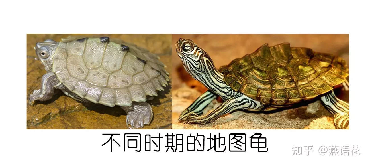 2、乌龟最快:乌龟回头 有科学依据吗 还是？