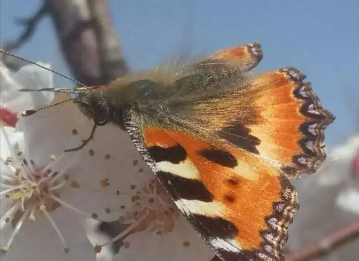 3、不同种类的蝴蝶会婚配吗:谁知道蝴蝶的种类 和蝴蝶的特性