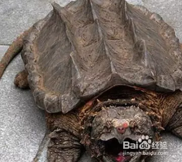 1、龟类大全图片及名称:中国乌龟种类图片