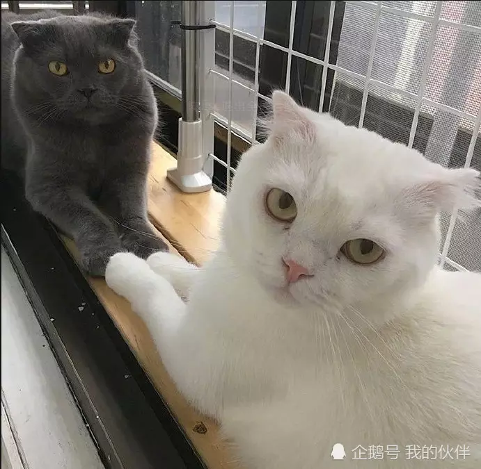情侣白猫和黑猫图片