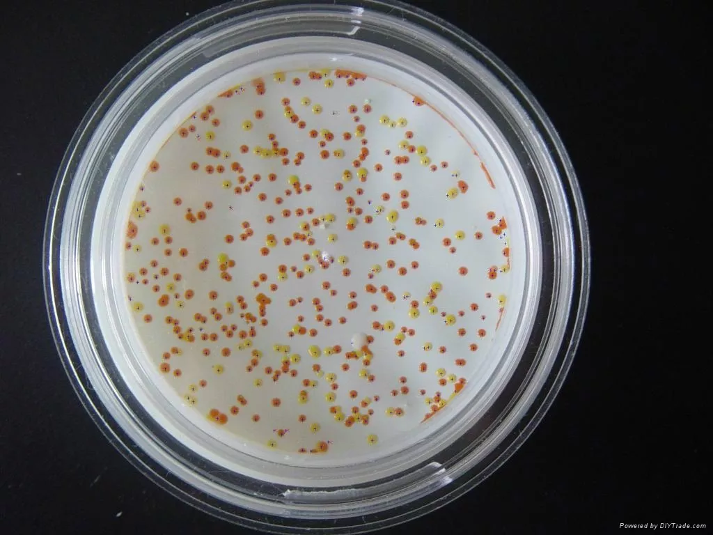 金葡萄球菌的特点：金葡萄球菌肺炎具有哪些临床特点