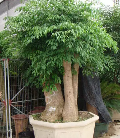 3、招财树怎么栽培:独杆发财树应该怎么种植