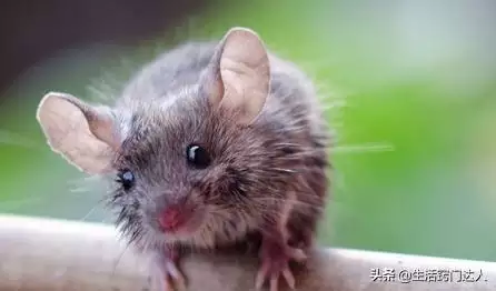 老鼠怕什么如何驱鼠，什么气味最有效的驱鼠