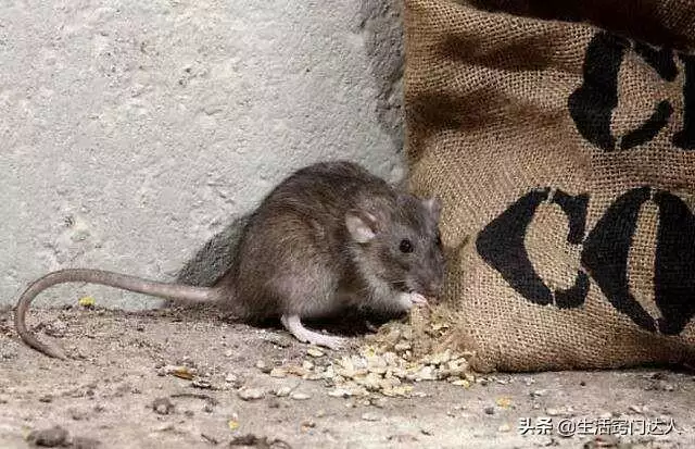 老鼠怕什么如何驱鼠，什么气味最有效的驱鼠