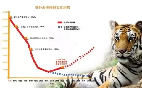 2022年生属虎的是什么命，2022虎宝宝几月出生命最好