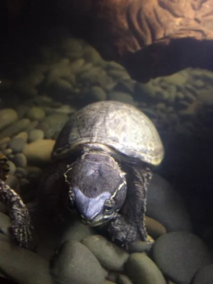 2、十大深水龟排名图片:十大凶猛龟排名是怎样的？