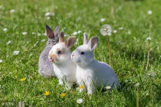 属兔女和兔男配吗，男兔跟女兔配姻缘好吗