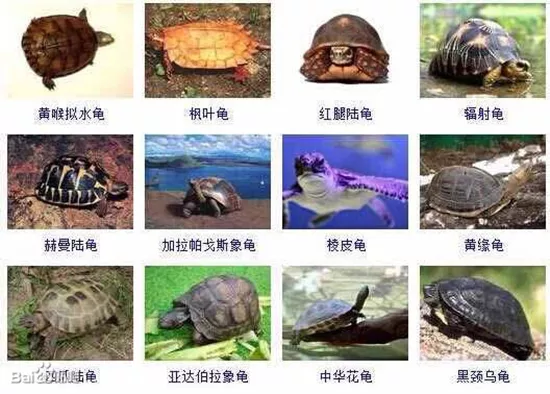 2、龟类大全图片及名称:中国多少种乌龟及图片