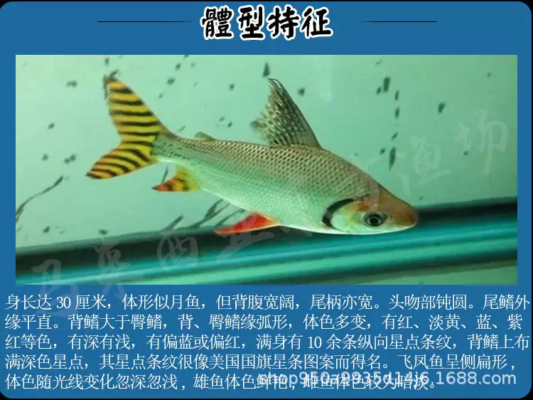 1、养银凤鱼的注意事项:银凤鱼的饲养温度多高合适？