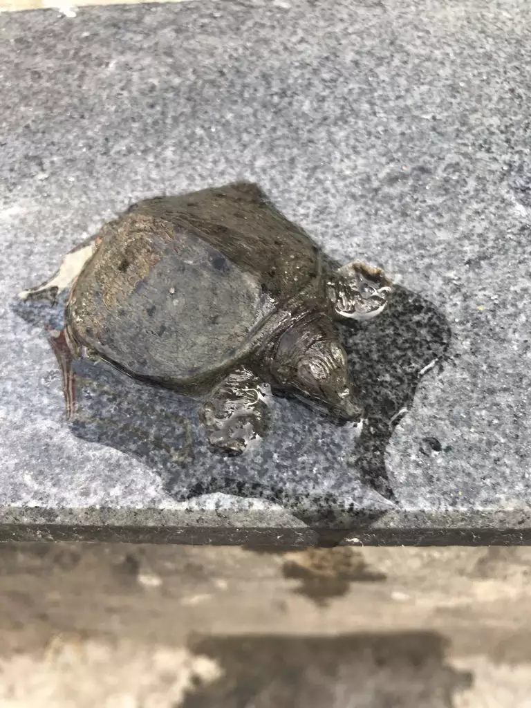 3、为什么路上乌龟不能捡:开车在马路边看见一只乌龟。能不能抓?