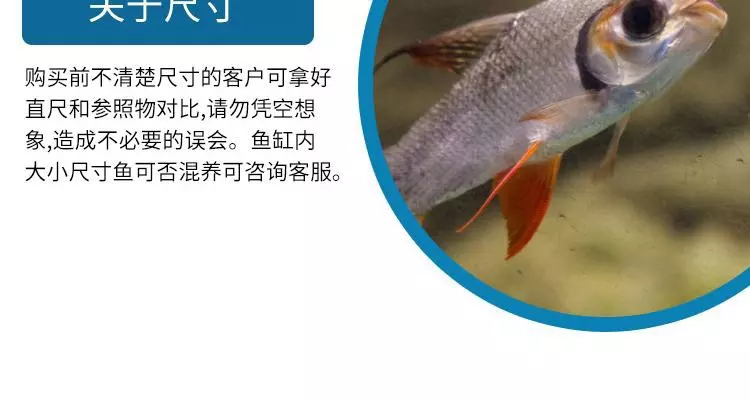 5、养银凤鱼的注意事项:银凤鱼如何繁值?