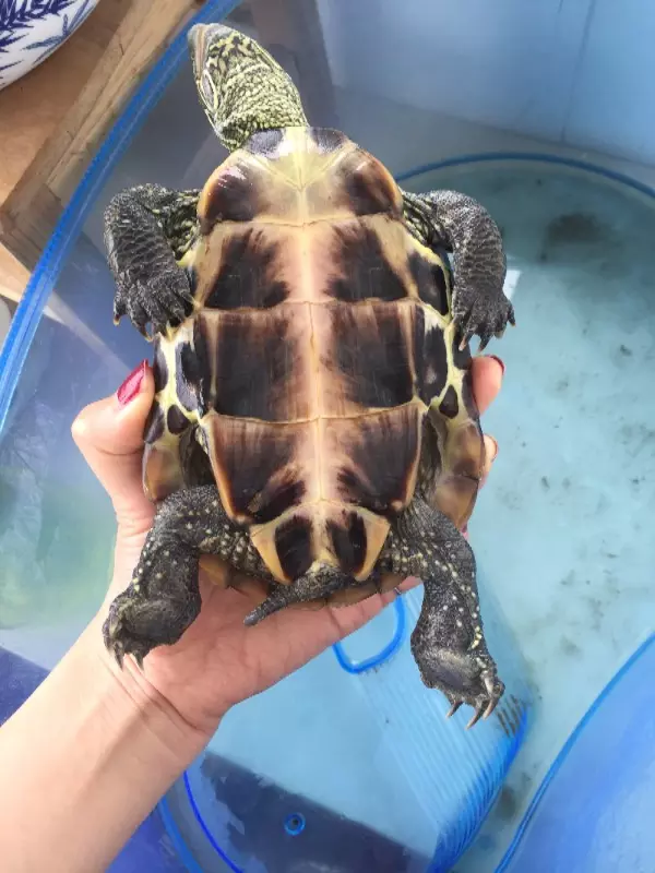 怀孕了家里养的乌龟突然死了：乌龟吃养了3年,今天突然死了