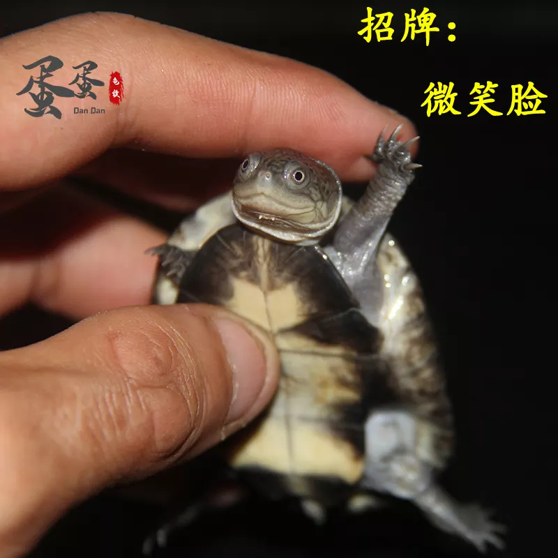 1、十大深水龟排名图片:中国十大名龟