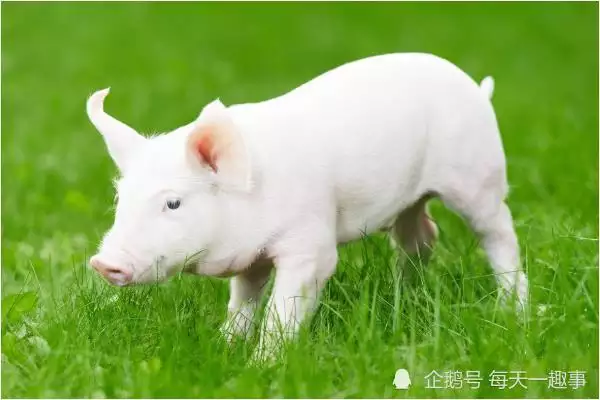 属猪的今年多大，猪是哪年出生的几岁