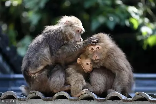 年属猴能活多少岁：年猴朋友的后半生寿命，怎么样的？