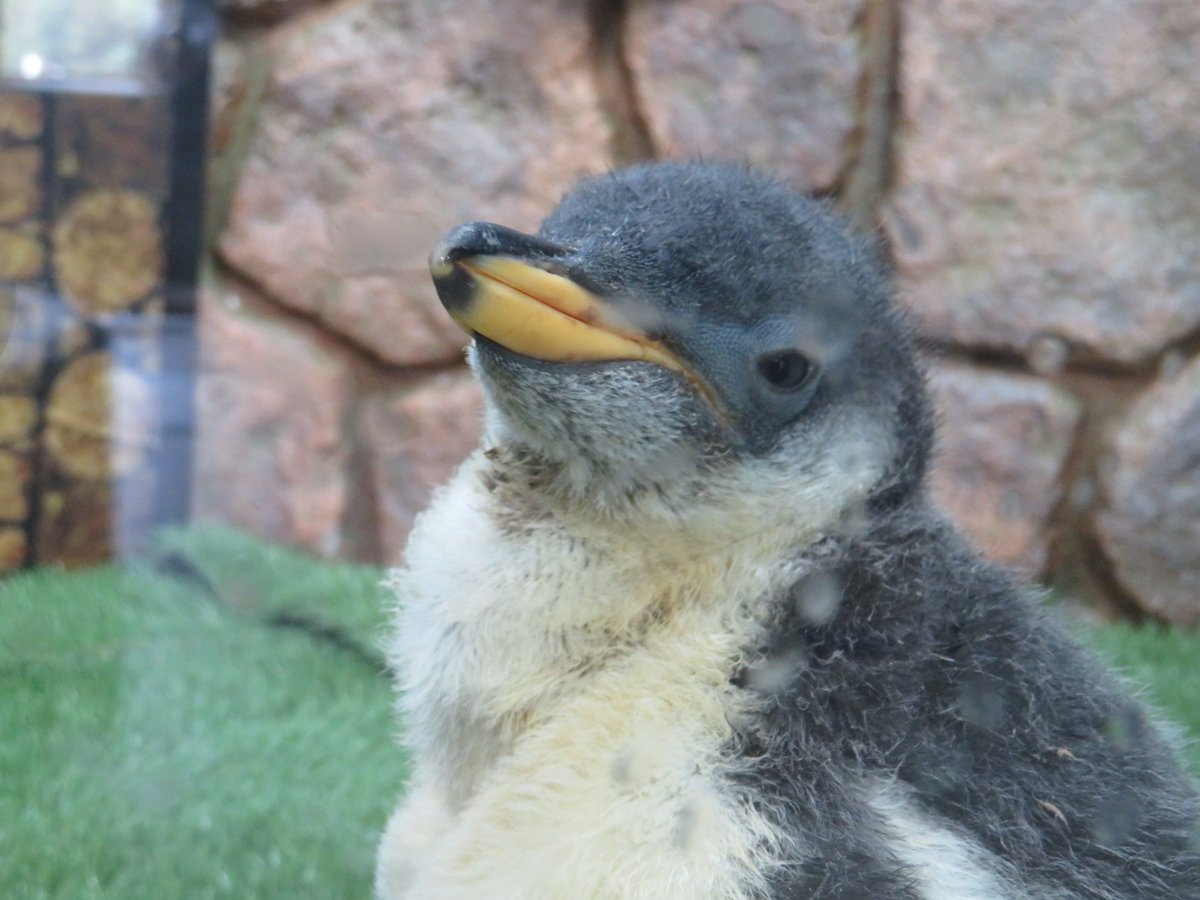企鹅在宝宝时期的样子，原来也是毛绒绒的，看起来手感超棒