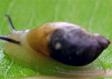 蜗牛怎么养殖？喜欢吃什么？