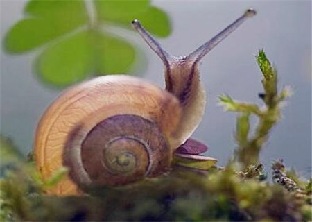 蜗牛怎么养殖？喜欢吃什么？