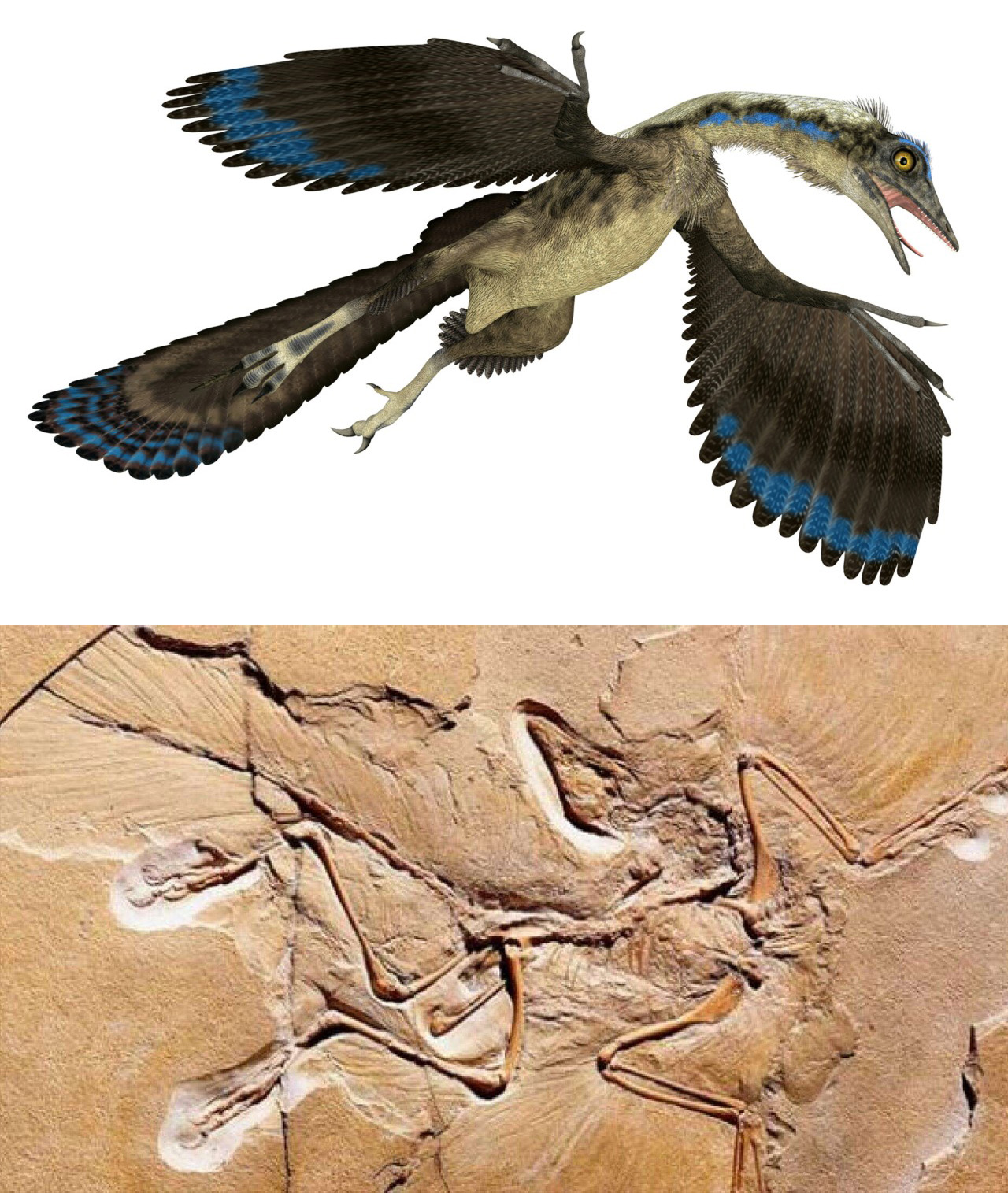 越来越多的证据表明，大多数恐龙都长有羽毛