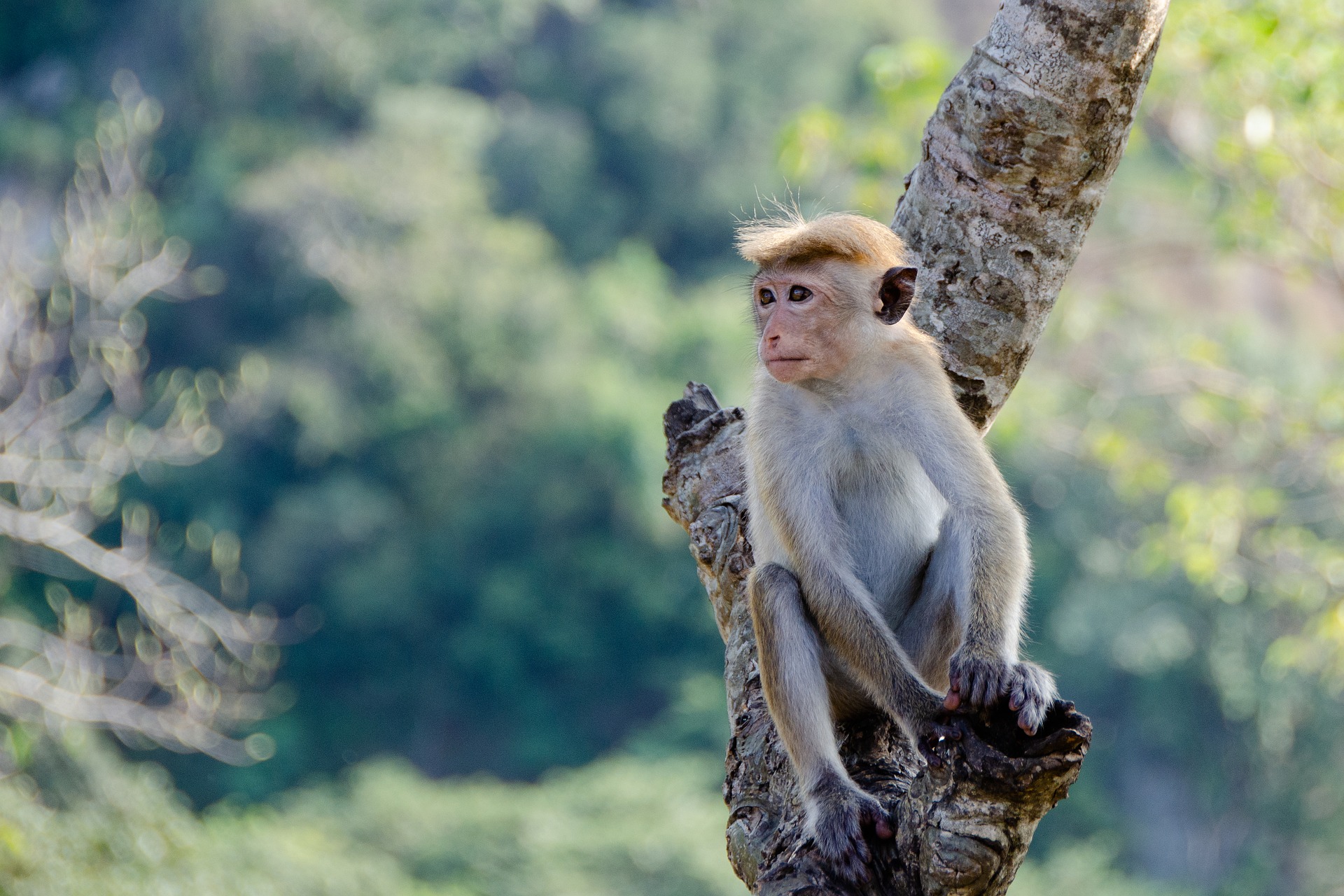 美国出现猴痘病毒，是天花近亲，与实验用猴子逃跑事件有关联吗？