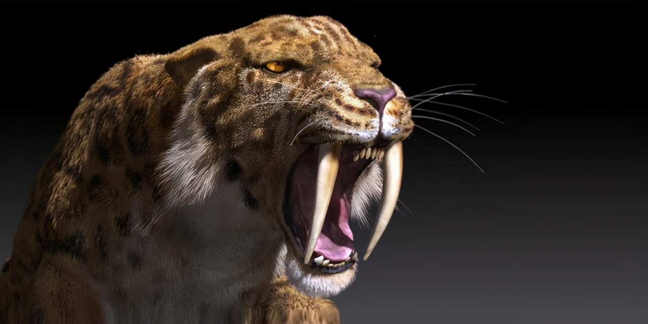 为什么强大的剑齿虎灭绝了，而看着弱小的老虎却熬过了冰河时期？