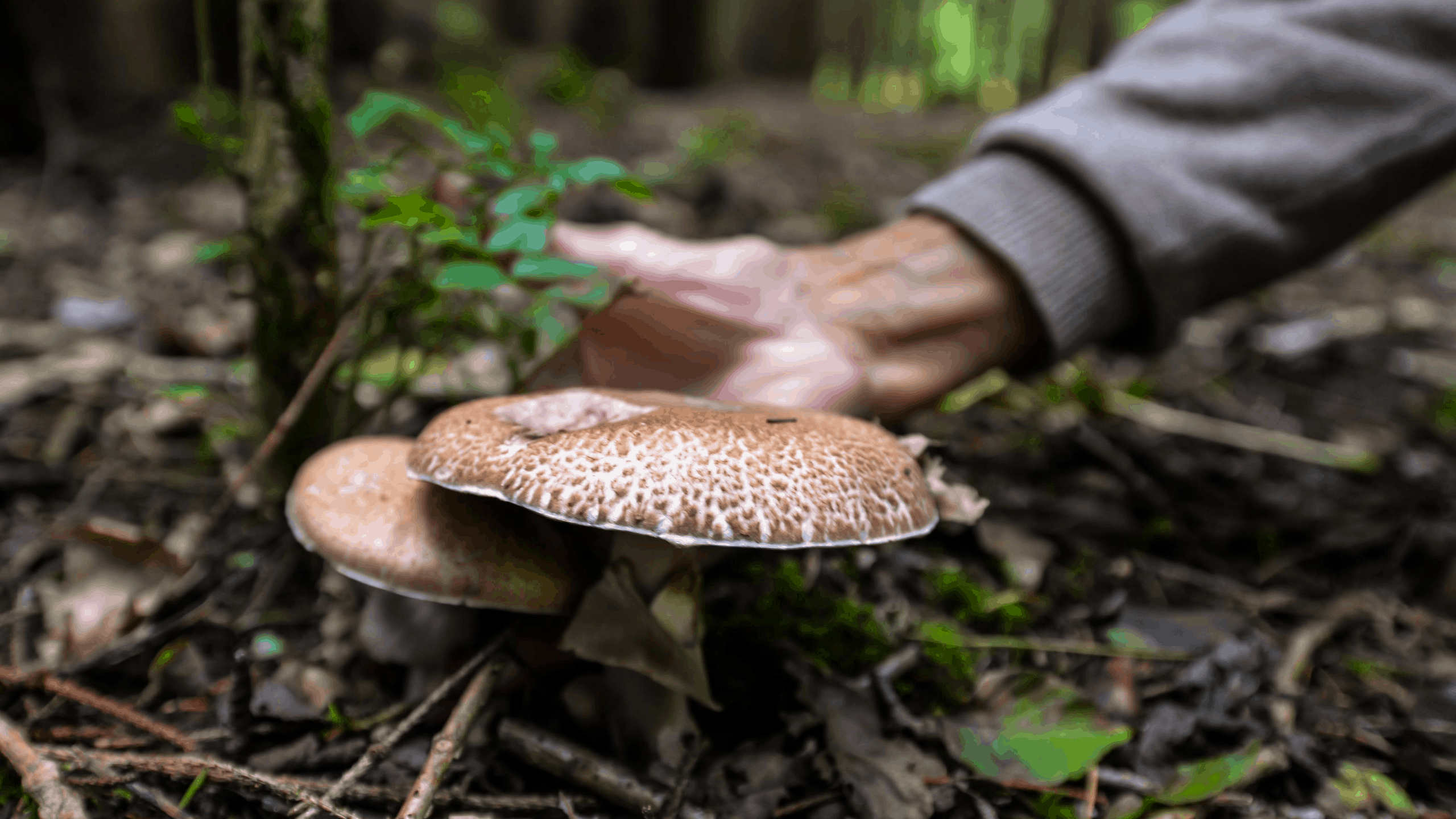 盘点世界上最贵的菌菇，除了松露还有这些