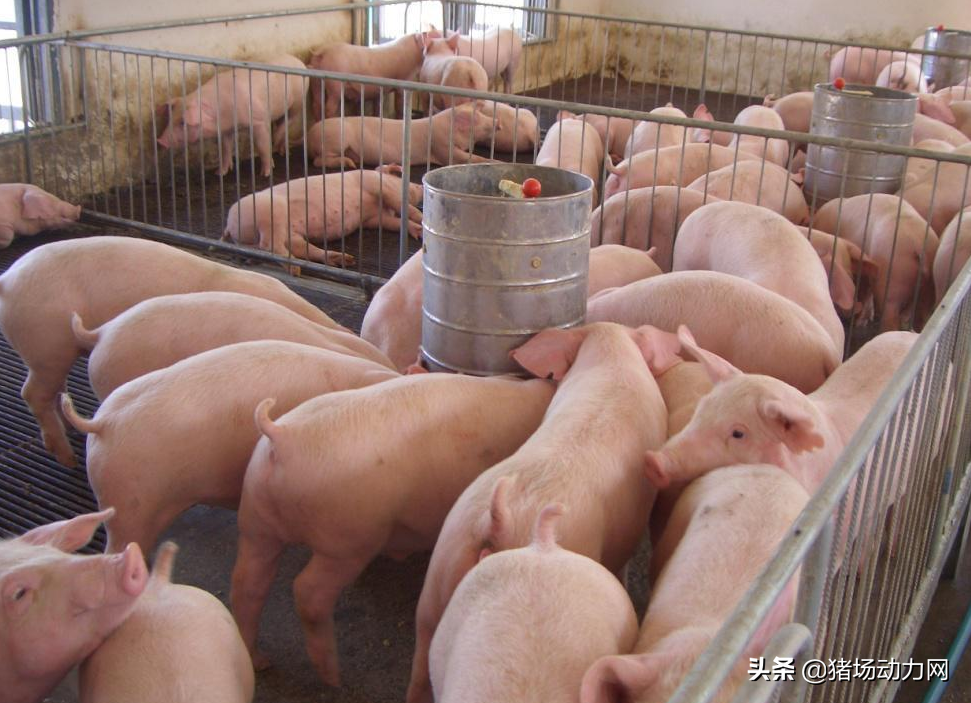 养一头猪能赚多少钱？农业农村部给出权威数据，您达标了吗？