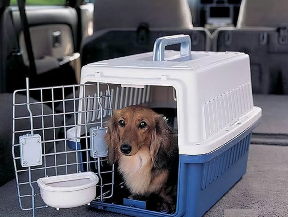如何快递运输狗狗及运输宠物时的注意事项