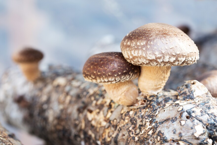盘点世界上最贵的菌菇，除了松露还有这些