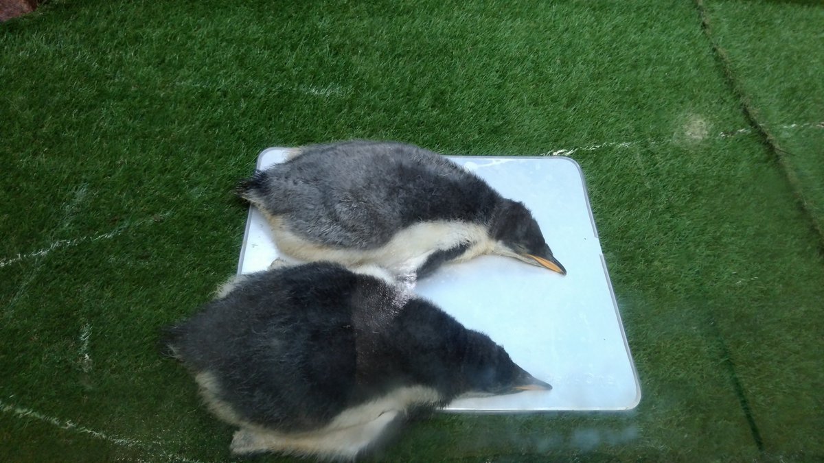 企鹅在宝宝时期的样子，原来也是毛绒绒的，看起来手感超棒