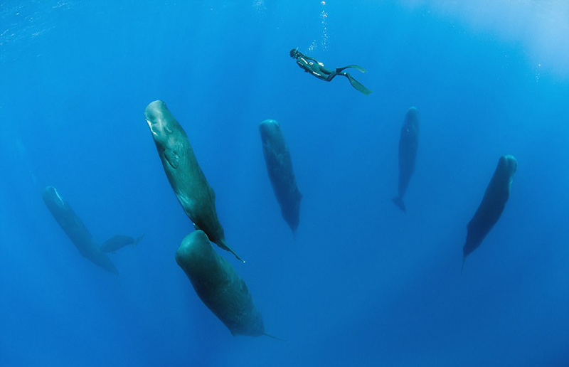鲸鱼明明是哺乳动物，不呼吸就会死，那它们是怎么在海里睡觉的？