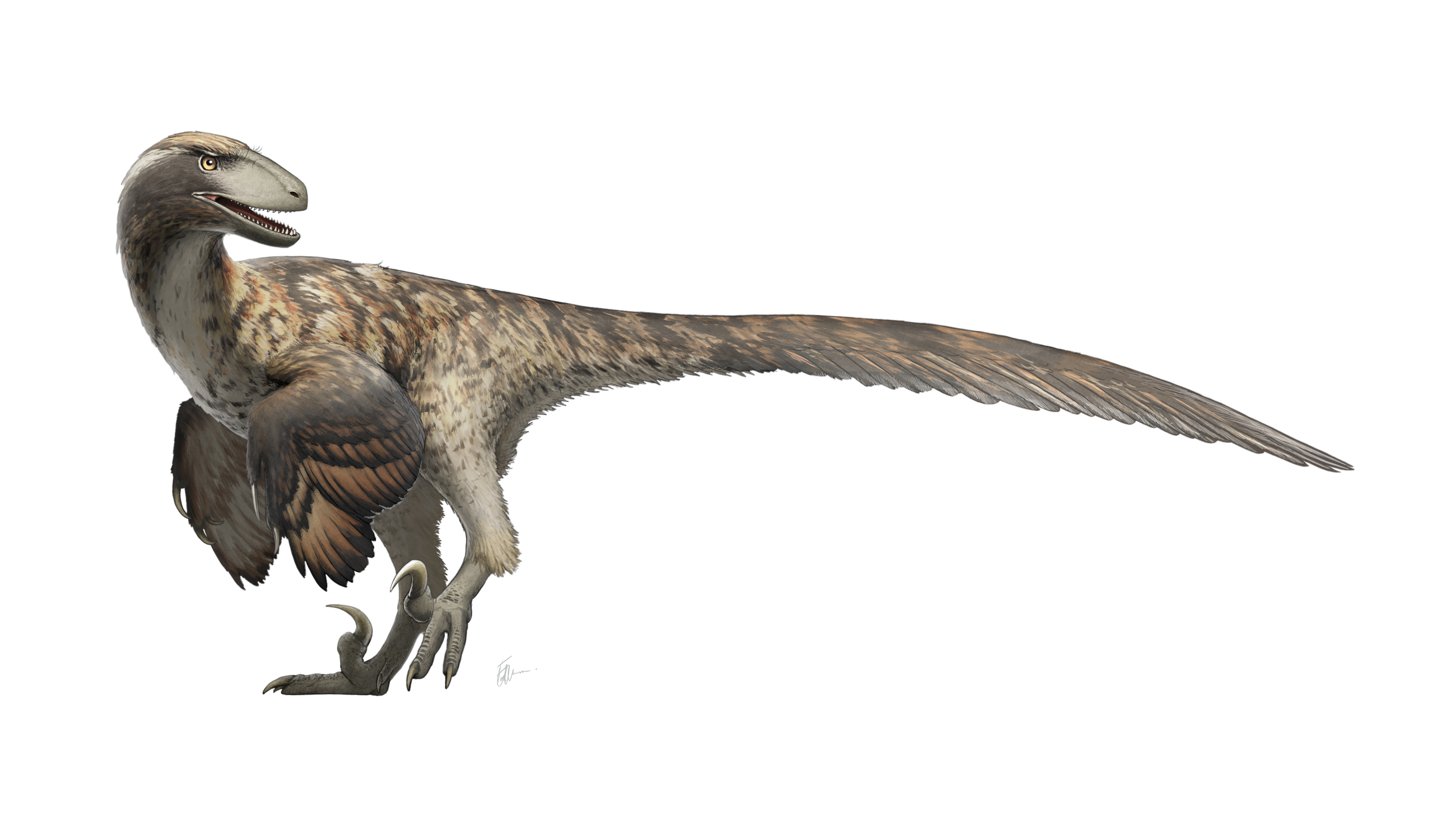 越来越多的证据表明，大多数恐龙都长有羽毛