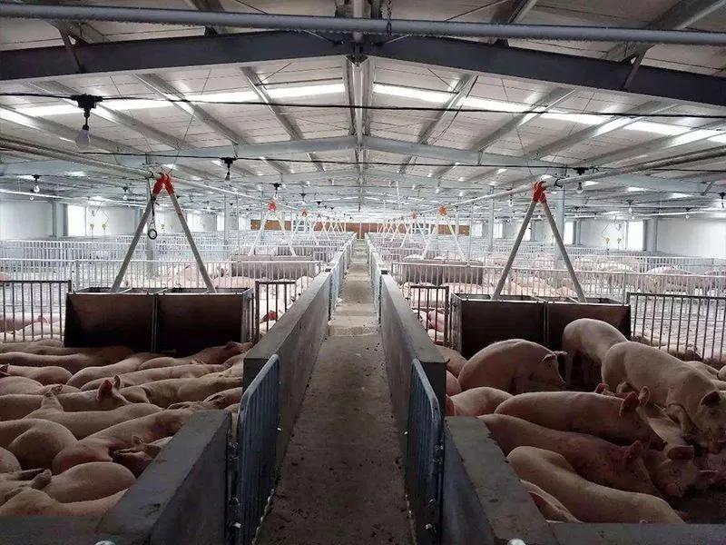养殖母猪的利润与成本，一个可以管理好20头母猪吗