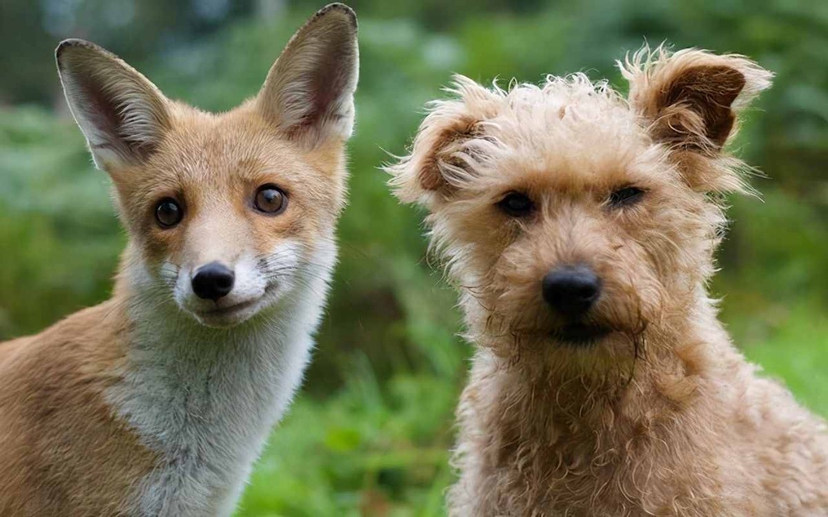 狗和狐狸长得那么像，它们有生殖隔离吗，能不能繁育出后代？