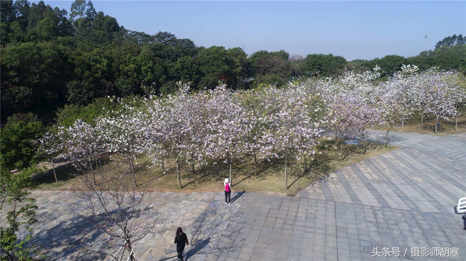 航拍广东工业大学大学城校区，正是紫荆花盛开时！