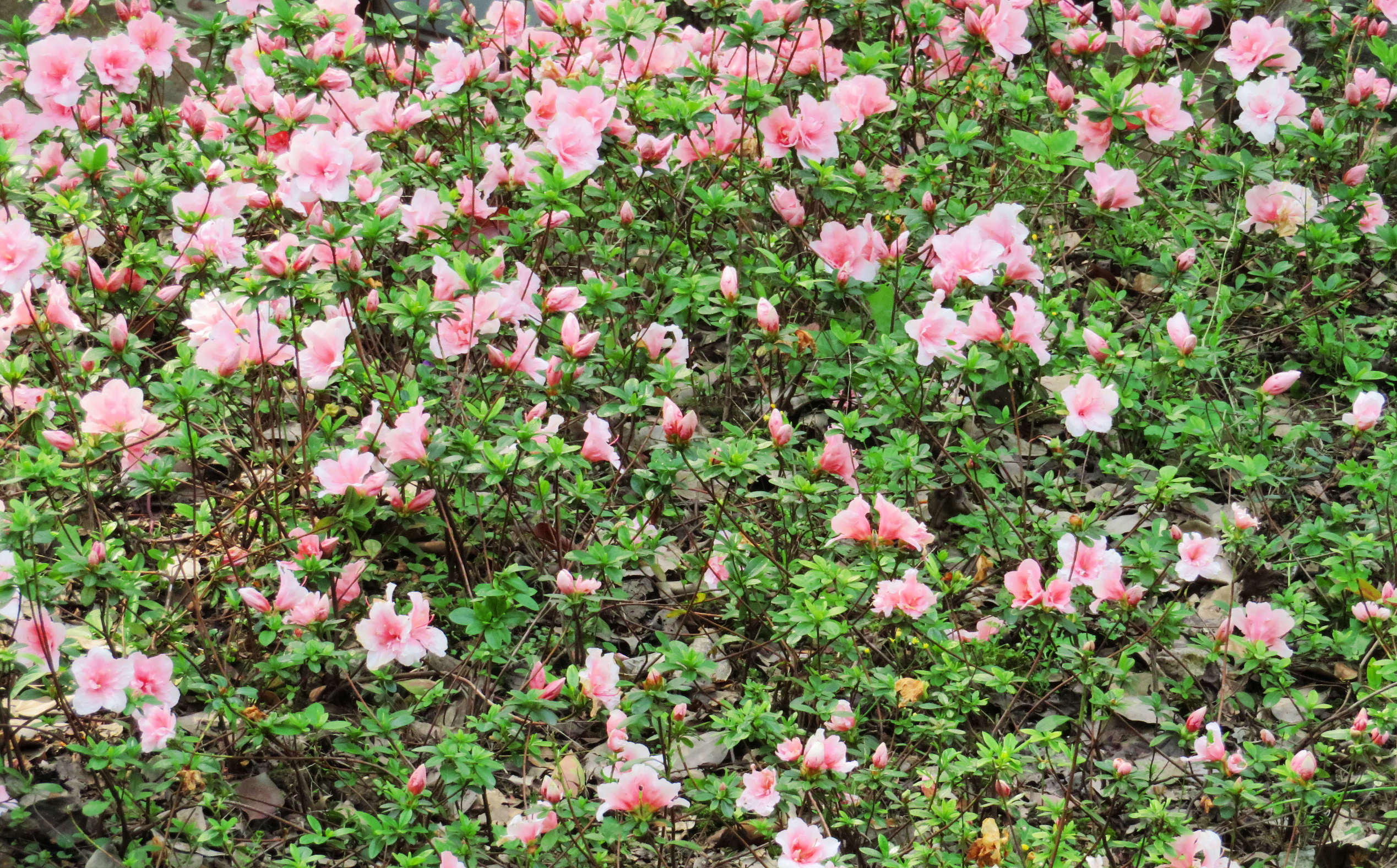 杜鹃花花色绚丽可食药用，有和血调经、消肿止血的功效