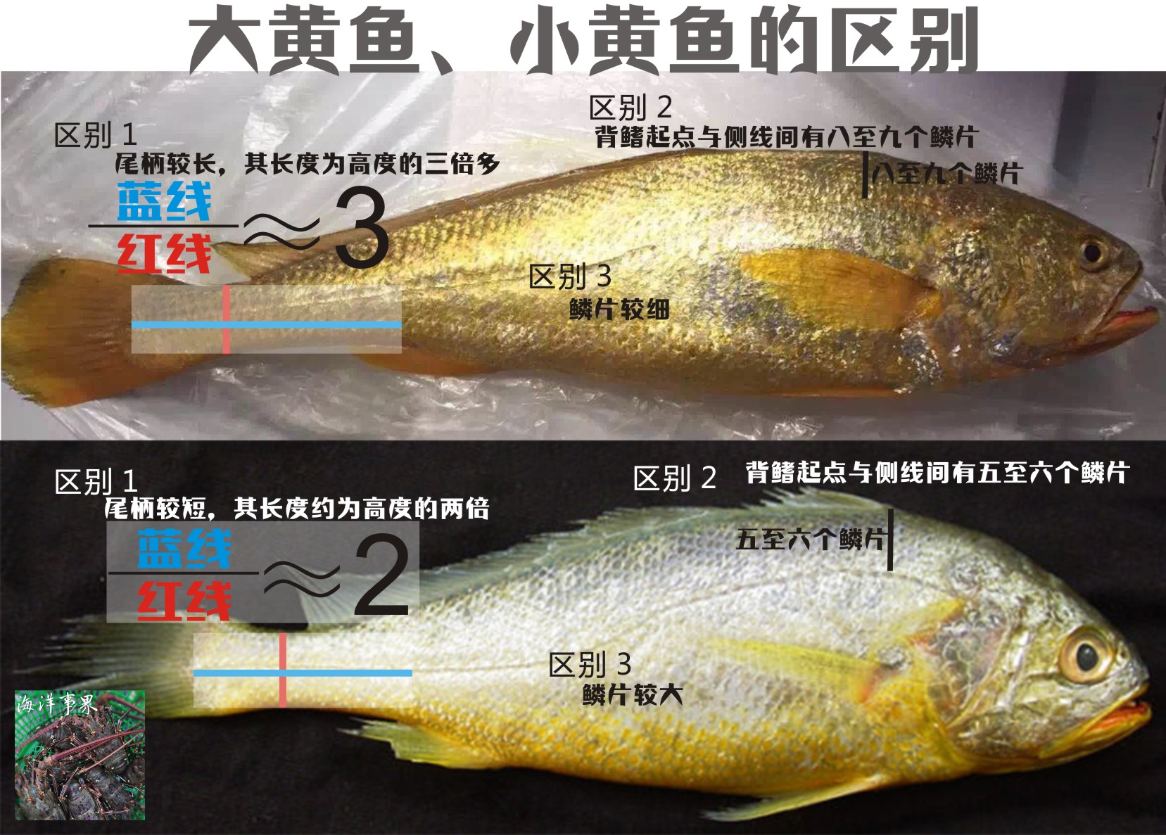 大黄鱼、小黄鱼、梅童鱼三种易混淆鱼类认知，以及如何区分