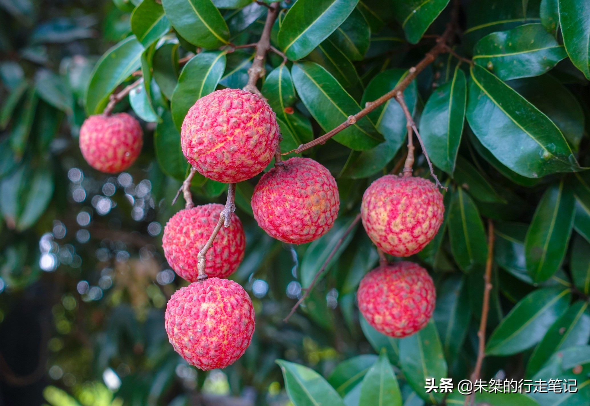 安徽几款名优特产水果，有“果王”还有“果后”，你是否都吃过？