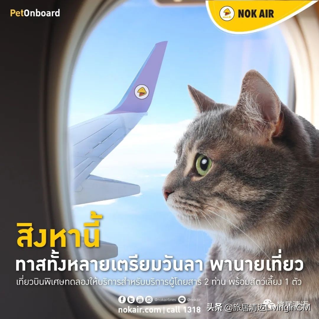 泰国航空公司推出宠物登机计划，主子可陪同飞行啦