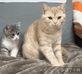 猫咪为什么要踩奶？是想妈妈了吗？