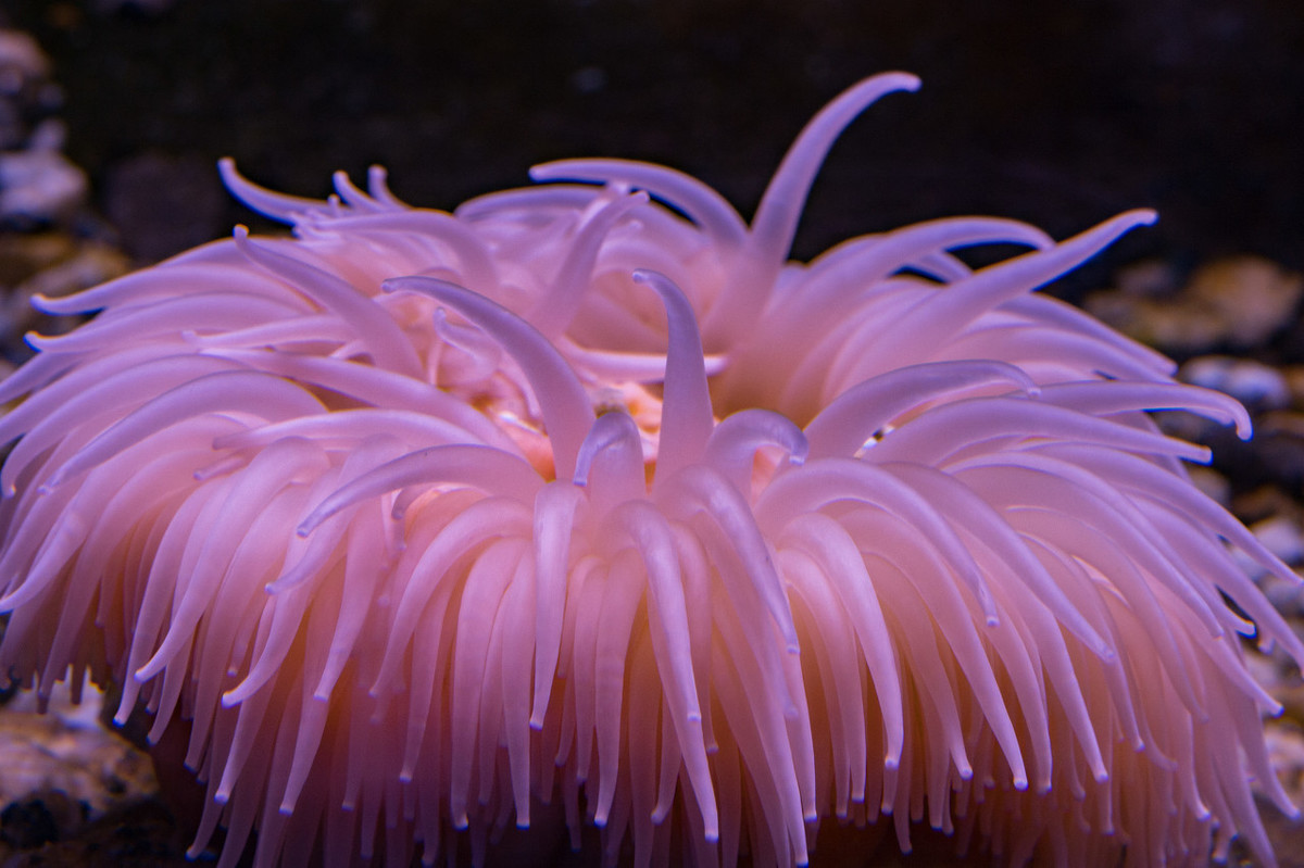 常见海洋生物——海葵