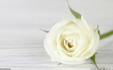 白玫瑰代表什么 他的花语是什么 不同数量的白玫瑰都代表什么含义