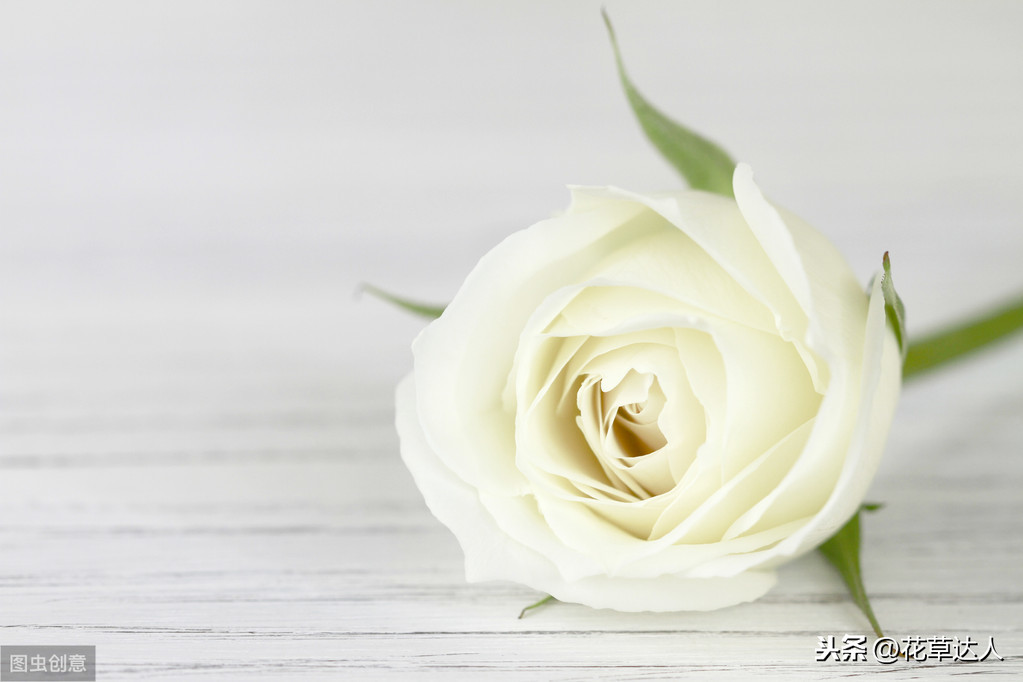 白玫瑰的花语是什么 不同数量的白玫瑰都代表什么含义