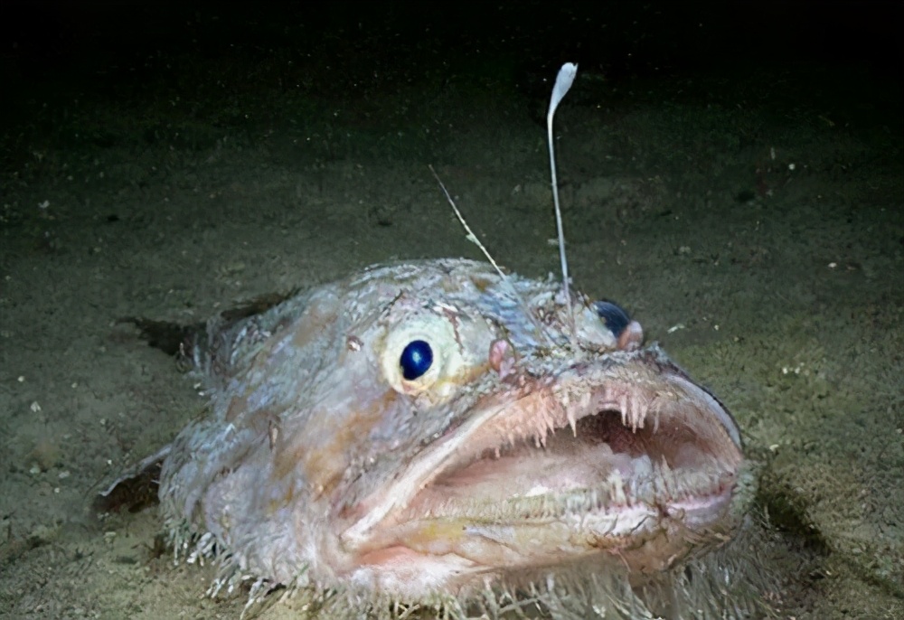 盘点海底千米之下的深海动物