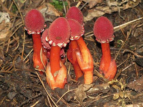 山里一种“菌类”，浑身红彤彤看着有点吓人，其实价值高很珍贵