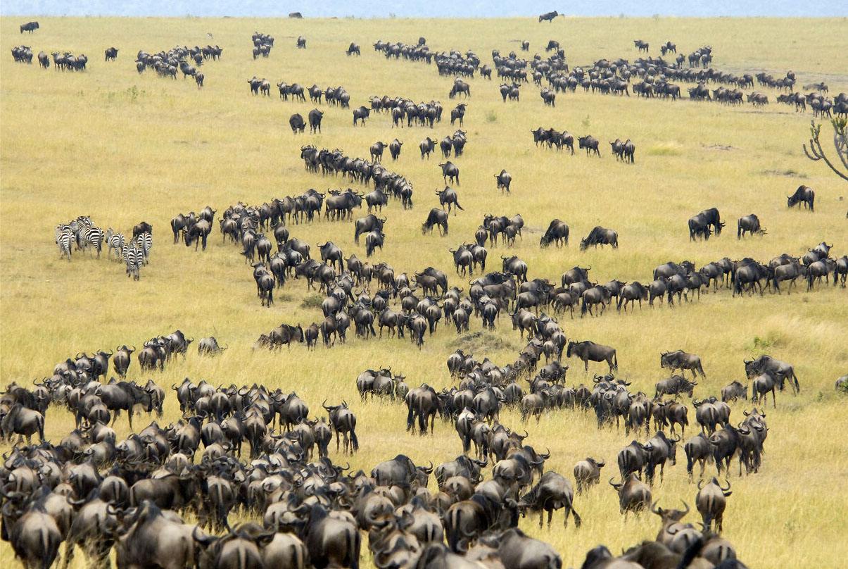 生活在广阔的非洲热带草原中的动物，为什么要不停地来回迁徙？