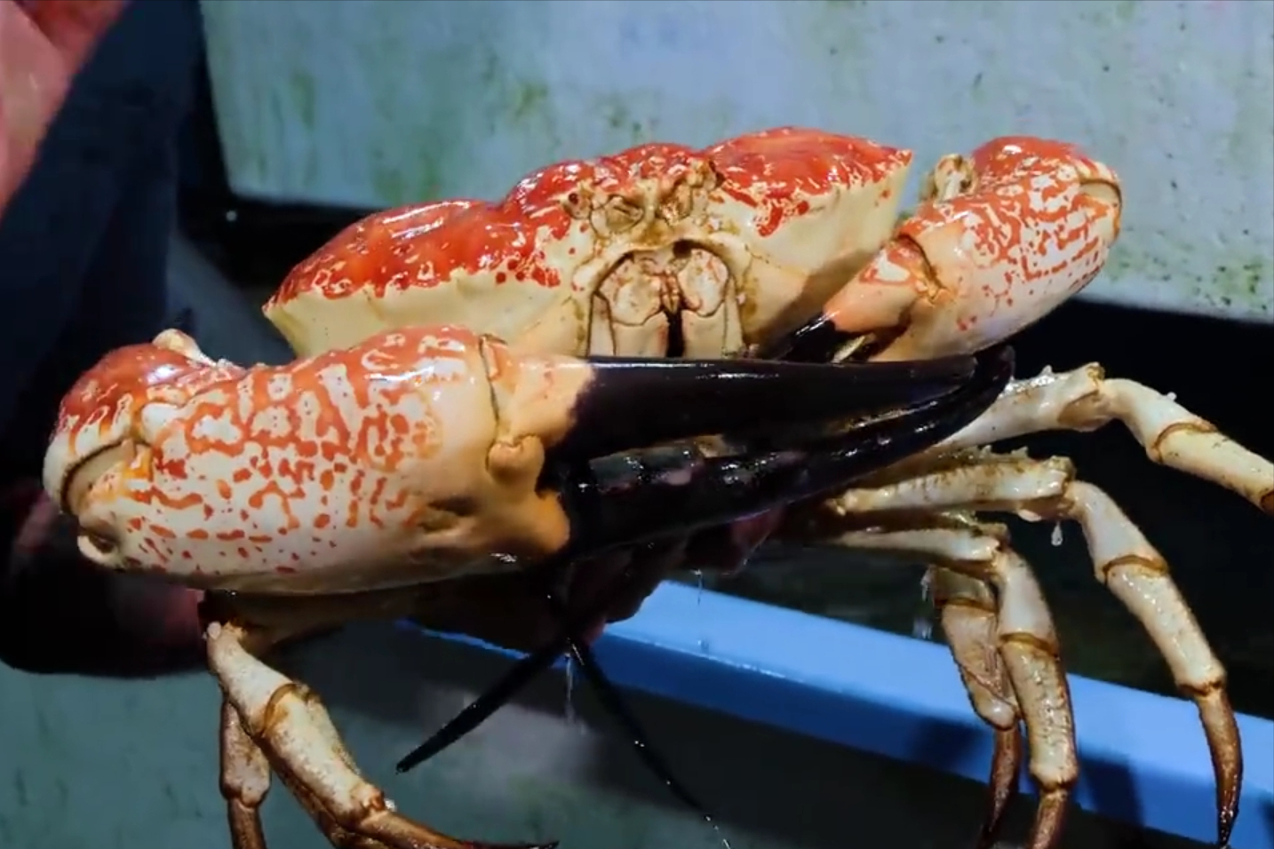 8000一只的螃蟹长啥样？教你4个方法吃完它，网友：钱的味道