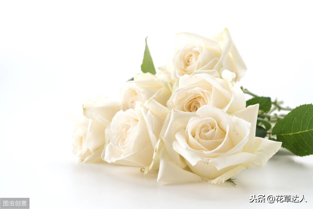 白玫瑰的花语是什么 不同数量的白玫瑰都代表什么含义